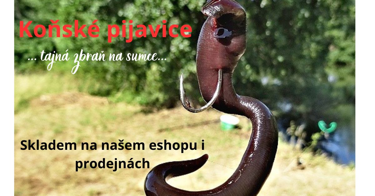 Pijavice