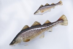 POLŠTÁŘ TRESKA OBECNÁ 38 CM MINI