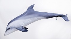 GABY delfin sedy mini