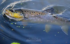 MIKADO SWINGFISH skvělá nástraha nejen na okouny a candáty, ale i pstruhy