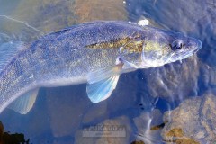 MIKADO SWINGFISH candáti prostě milují