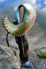 Specielní "akustický" ocas MIKADO SWINGFISH