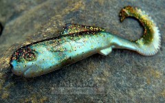 MIKADO SWINGFISH má propracované všechny detaily těla