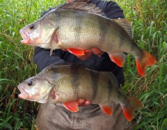 Úlovek velkých okounů na přívlač