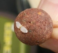 Extra carp zarazky na boilies (1)