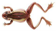 CORMORAN zaba soft 12cm,16g brown