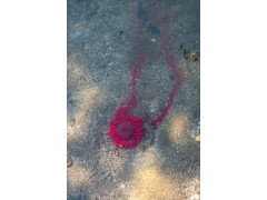 Chytil Pandemia boilies tunak 16mm (4)